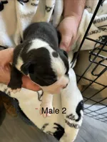 Male 2 , a  Boston Terrier for sale in Charlottesville, VA – 2 of 6