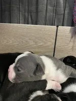 Blue female , a  Boston Terrier for sale in Charlottesville, VA – 6 of 6