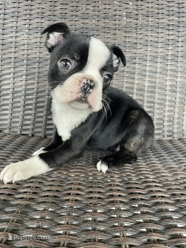 Female 3 – Boston Terrier puppy for sale in Charlottesville, VA