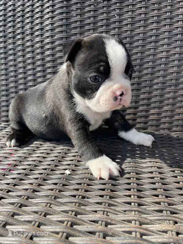Female 3 – Boston Terrier puppy for sale in Charlottesville, VA