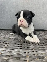 Male , a  Boston Terrier for sale in Charlottesville, VA – 4 of 6