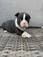 Male , a  Boston Terrier for sale in Charlottesville, VA – 2 of 6