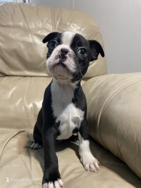 Male  – Boston Terrier puppy for sale in Charlottesville, VA