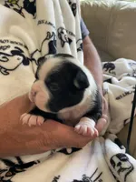 Female , a  Boston Terrier for sale in Charlottesville, VA – 1 of 4