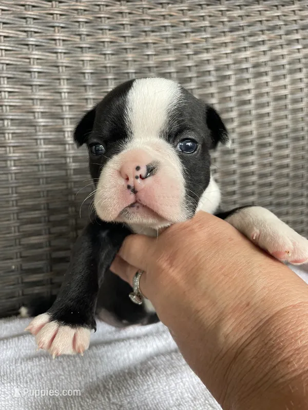 Female girl  – Boston Terrier puppy for sale in Charlottesville, VA