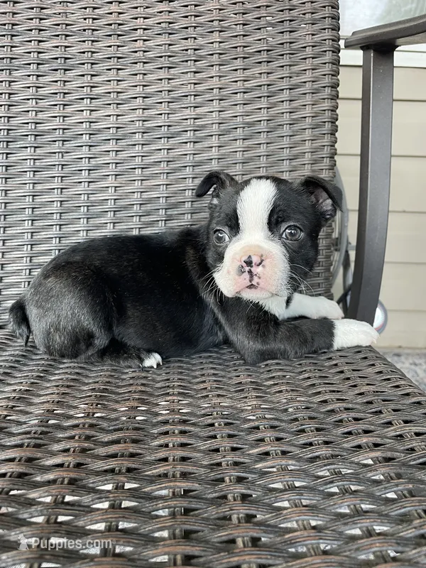 Female 3 – Boston Terrier puppy for sale in Charlottesville, VA