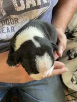 Female , a  Boston Terrier for sale in Charlottesville, VA – 3 of 5