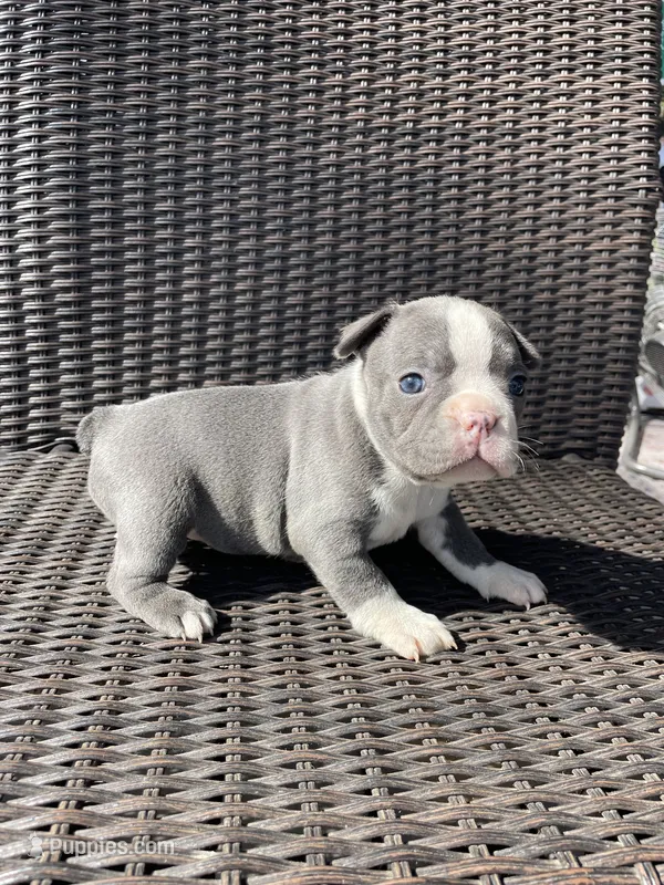 Blue female  – Boston Terrier puppy for sale in Charlottesville, VA