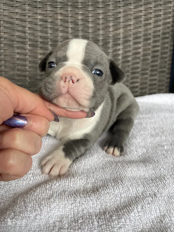 Blue female  – Boston Terrier puppy for sale in Charlottesville, VA