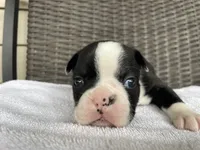 Female girl , a  Boston Terrier for sale in Charlottesville, VA – 5 of 6