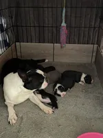 Female , a  Boston Terrier for sale in Charlottesville, VA – 6 of 6