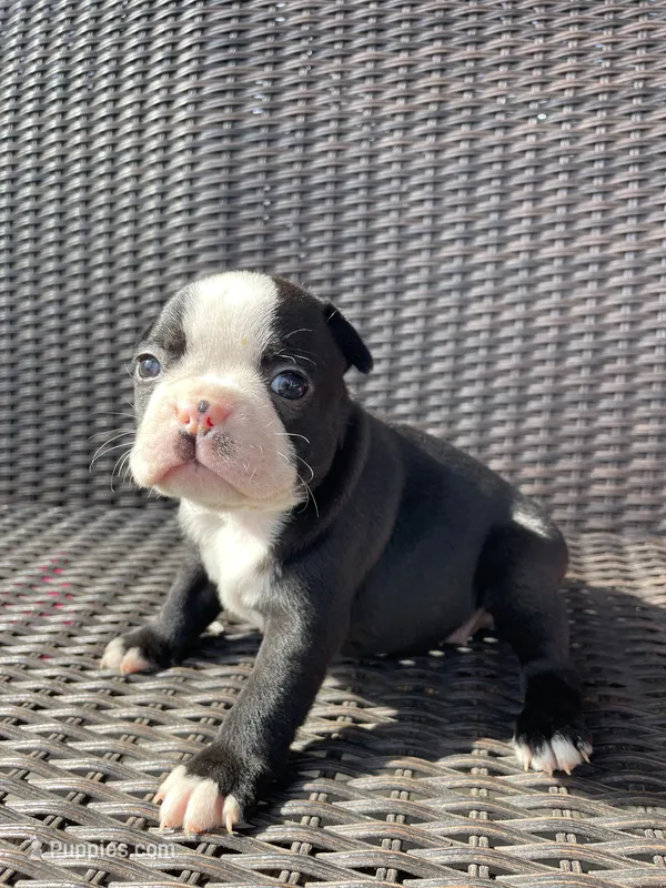 Female girl 2  – Boston Terrier puppy for sale in Charlottesville, VA