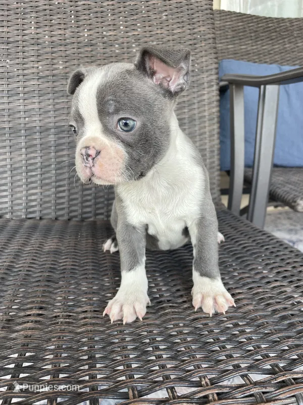 Blue female  – Boston Terrier puppy for sale in Charlottesville, VA