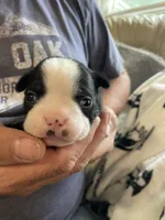 Female , a  Boston Terrier for sale in Charlottesville, VA – 2 of 5
