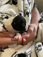 Male 1 , a  Boston Terrier for sale in Charlottesville, VA – 5 of 6