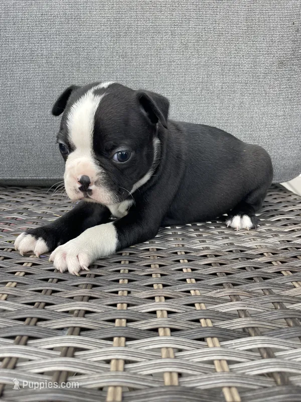 Male 1  – Boston Terrier puppy for sale in Charlottesville, VA