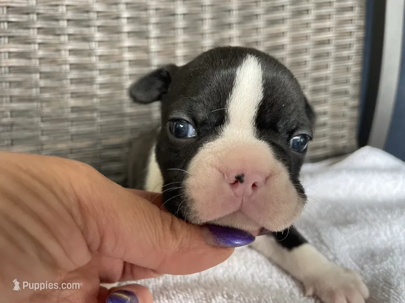 Male 1  – Boston Terrier puppy for sale in Charlottesville, VA