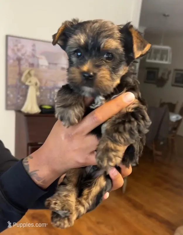 King – Yorkshire Terrier puppy for sale in Opelika, AL