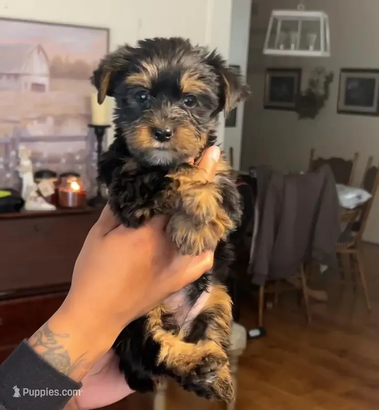 Ace – Yorkshire Terrier puppy for sale in Opelika, AL