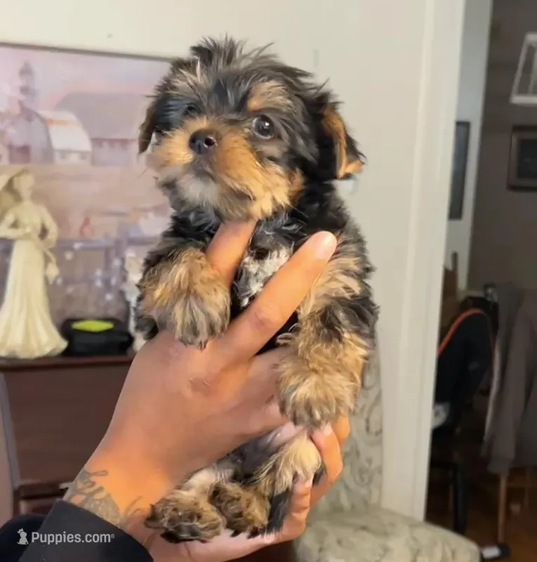 Kane – Yorkshire Terrier puppy for sale in Opelika, AL