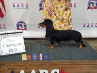 UKC Champion Mac's Kylo Ren, a male Dachshund for sale in Hartford, MI – Photo 3 of 5