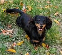 UKC Champion Mac's Kylo Ren, a male Dachshund for sale in Hartford, MI – Photo 2 of 5