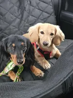 UKC Champion Mac's Kylo Ren, a male Dachshund for sale in Hartford, MI – Photo 5 of 5