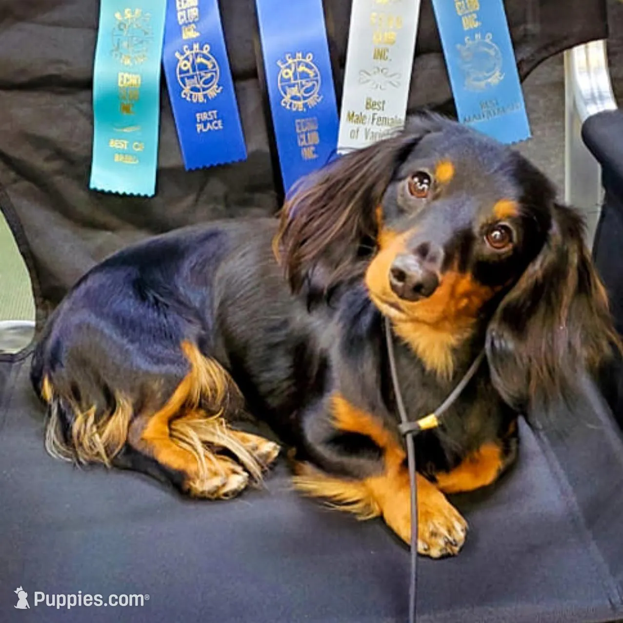 UKC Champion Mac's Kylo Ren