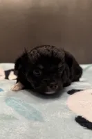 Teddy, a male Chihuahua for sale in Twining, MI – Photo 3 of 6