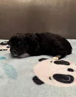 Teddy, a male Chihuahua for sale in Twining, MI – Photo 5 of 6