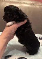 Teddy, a male Chihuahua for sale in Twining, MI – Photo 4 of 6