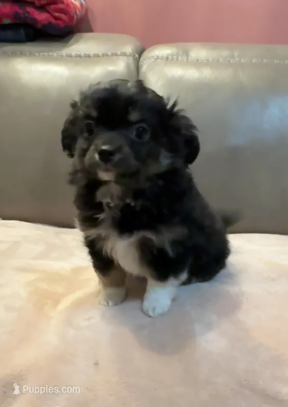 Teddy – Chihuahua puppy for sale in Twining, MI