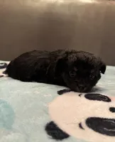 Teddy, a male Chihuahua for sale in Twining, MI – Photo 6 of 6