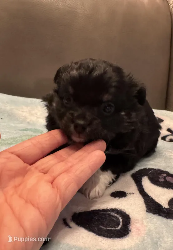 Teddy – Chihuahua puppy for sale in Twining, MI