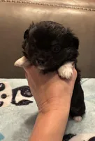 Teddy, a male Chihuahua for sale in Twining, MI – Photo 2 of 6