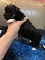 Boy 2 , a male Chihuahua for sale in Twining, MI – Photo 5 of 5