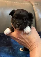 Boy 2 , a male Chihuahua for sale in Twining, MI – Photo 3 of 5