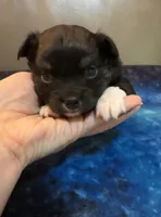 Boy 2 , a male Chihuahua for sale in Twining, MI – Photo 1 of 5