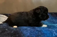 Boy 2 , a male Chihuahua for sale in Twining, MI – Photo 2 of 5