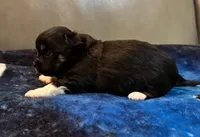 Boy 2 , a male Chihuahua for sale in Twining, MI – Photo 4 of 5