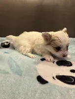 Casper, a male Chihuahua for sale in Twining, MI – Photo 4 of 6