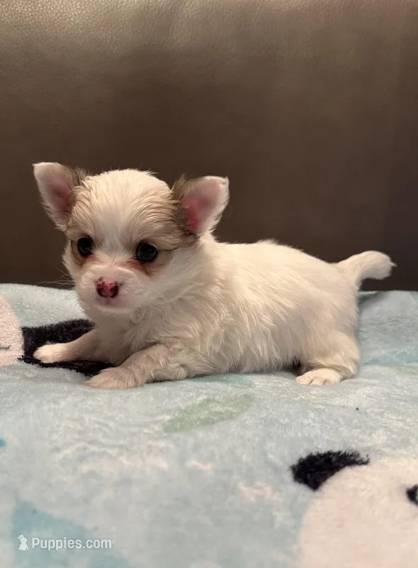 Casper – Chihuahua puppy for sale in Twining, MI