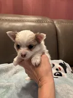 Casper, a male Chihuahua for sale in Twining, MI – Photo 2 of 6