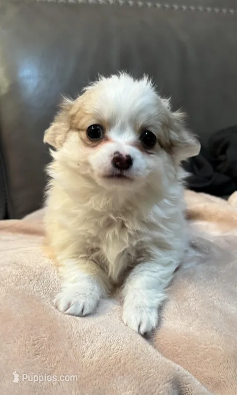 Casper – Chihuahua puppy for sale in Twining, MI