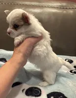 Casper, a male Chihuahua for sale in Twining, MI – Photo 3 of 6