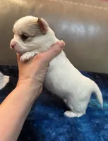 Boy 3 , a male Chihuahua for sale in Twining, MI – Photo 6 of 6