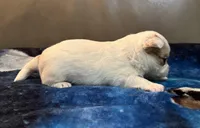 Boy 3 , a male Chihuahua for sale in Twining, MI – Photo 5 of 6