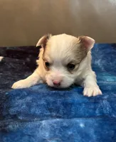 Boy 3 , a male Chihuahua for sale in Twining, MI – Photo 4 of 6