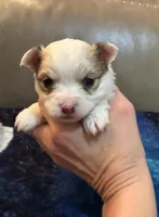 Boy 3 , a male Chihuahua for sale in Twining, MI – Photo 2 of 6