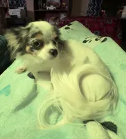 Muriel, a female Chihuahua for sale in Twining, MI – Photo 1 of 6